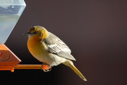 female oriole.jpg